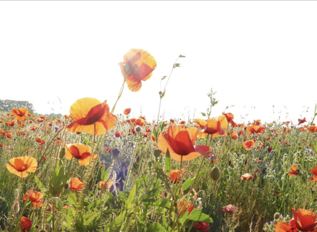Mohnfeld im Sommer